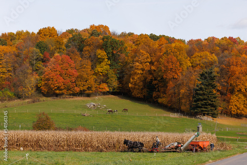 Amish farmer harvesting corn in the colorful fall countryside of Holmes County, Ohio