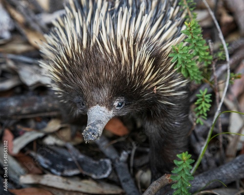 Short-beaked echidna bushland of Brisbane Water National Park on Central Coast in Australia photo