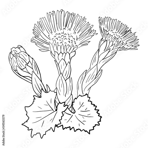 Tussilago. Coltsfoot tussilago farfara - medicinal plant photo