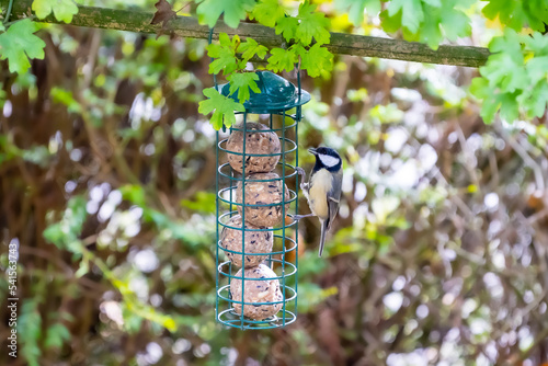 bird on a suet ball feeder enjoying food in automn, and getting ready for summer