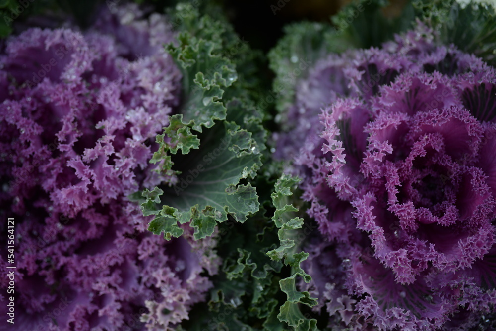 pink background High quality photo macro photography gradient white green ornamental  Brassica oleracea acephala purple cruciferous family decorative carved cabbage leaves, poster, banner close - up