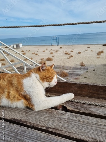 Red cat on the beach