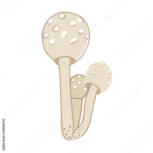 Puffball mushroom, forest vector illustration in cartoon style