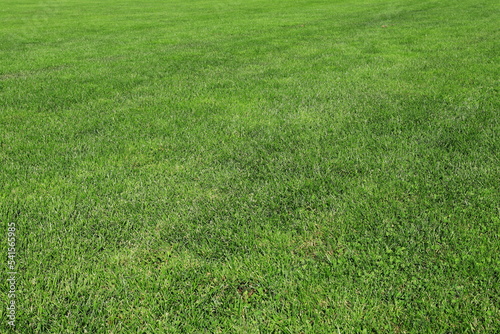 Green summer lawn. Fresh grass.