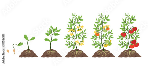Tomato plant growth. Life cycle, growing stages from tomatoes seeds, sprout and blossom to fruit on branches vector Illustration set