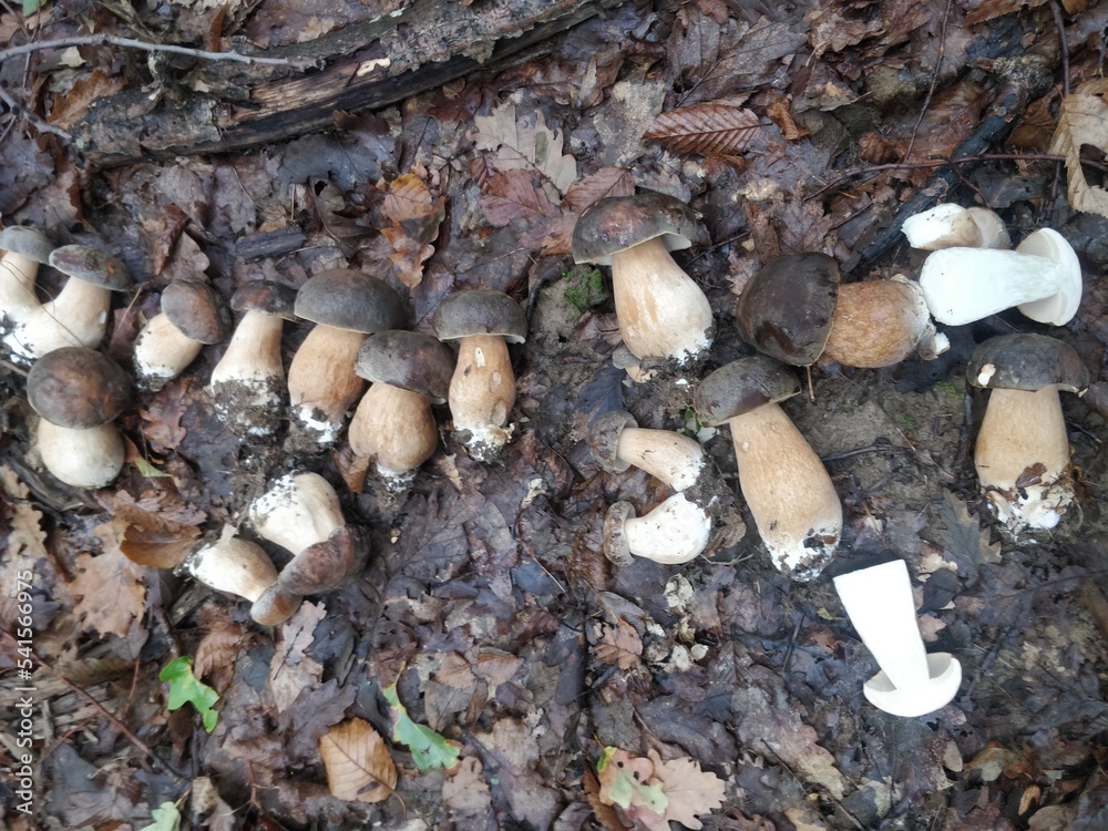 Bunch of Fresh Boletus aereus edible mushrooms in the forest. Wild edible mushrooms Bunch of Fresh Boletus aereus edible mushrooms in the forest. Wild edible mushrooms