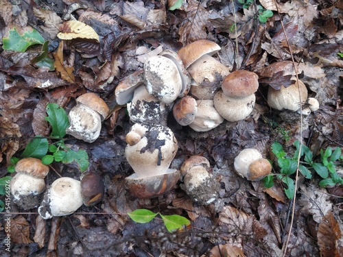 Bunch of Fresh Boletus aereus edible mushrooms in the forest. Wild edible mushrooms