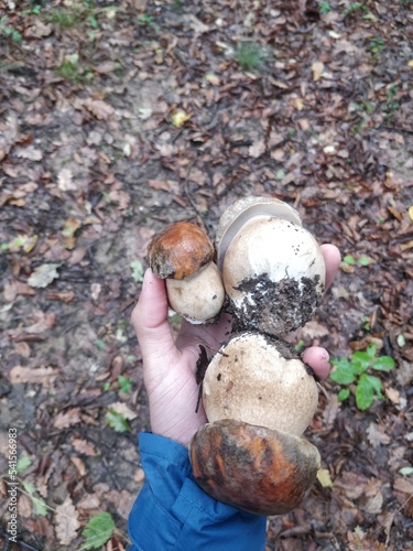 Bunch of Fresh Boletus edible mushrooms in the forest. Wild edible mushrooms in hand