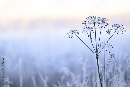 Hoarfrost branch background texture. Fresh ice and snow winter backdrop with snowflakes and mounds. Seasonal wallpaper. Frozen water shapes and figures. Cold weather atmospheric precipitation. © Сyrustr