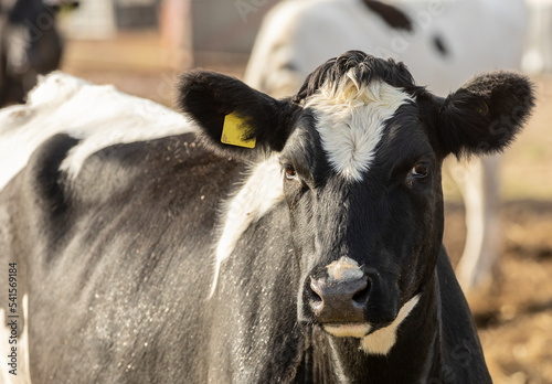 close up face of a Friesian cow, uk dairy cow photo