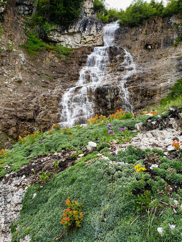 Wildflowers by waterfall 