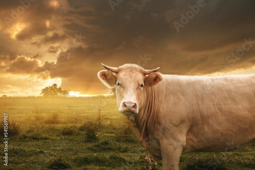 Fototapeta Naklejka Na Ścianę i Meble -  The cow and sunrise meadow