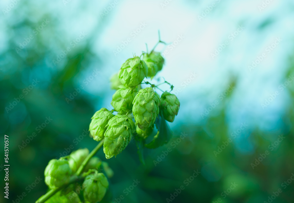 Hops ripe fruits on branch Hops ripe fruits on branch