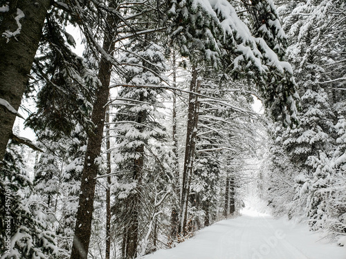 Snowy road through spruce forest