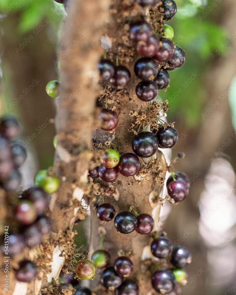 Fruit exotic. Jabuticaba ready to be harvested. Jaboticaba is the ...