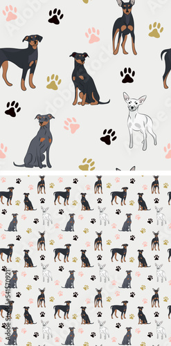 Seamless Miniature Pinscher dog pattern, holiday texture. Square format, t-shirt, poster, packaging, textile, socks, textile, fabric, decoration, wrapping paper. Trendy hand-drawn Pinscher wallpaper. © Natalia