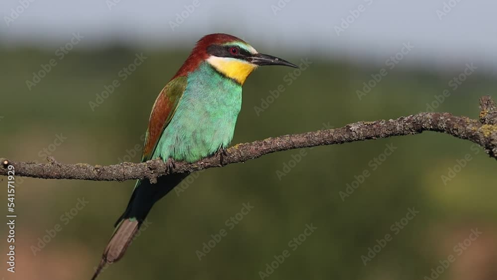 bird of paradise bee-eater sits on a branch and flies away bird of paradise bee-eater sits on a branch and flies away