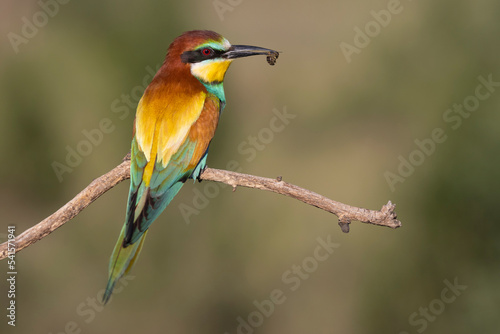 bird of paradise bee-eater with a bee in its beak