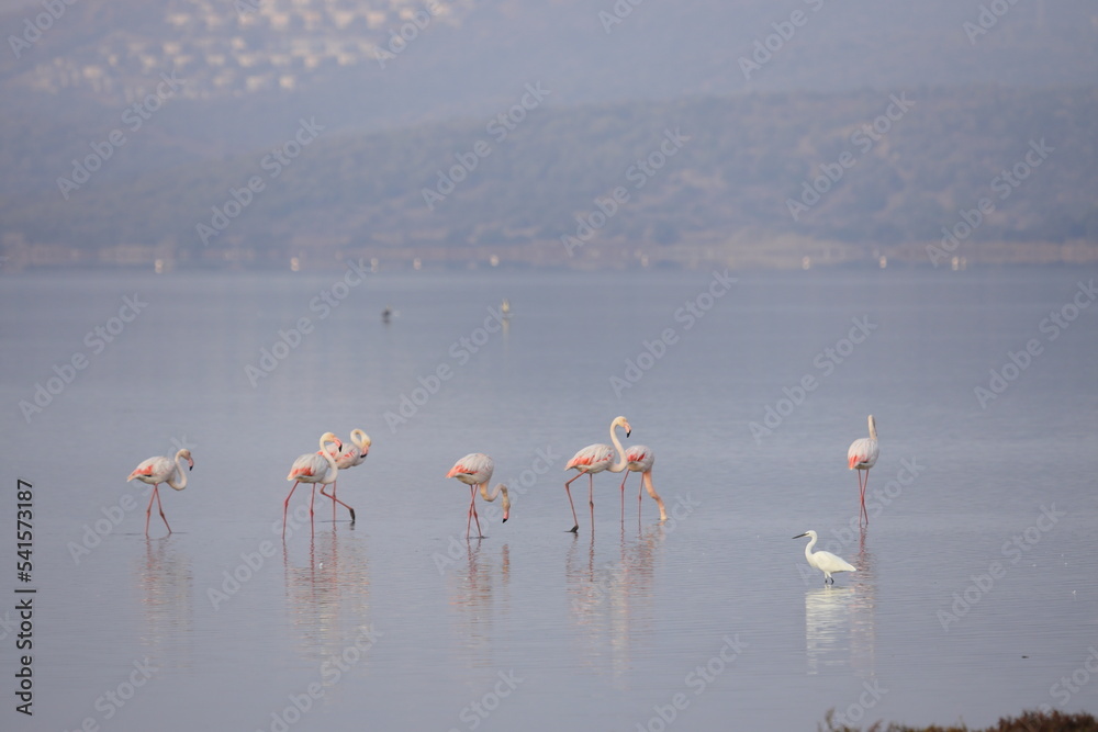 Flamingos Fed In The Wetland in bodrum turkey.