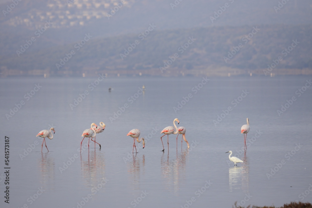 Naklejka premium Flamingos Fed In The Wetland in bodrum turkey.