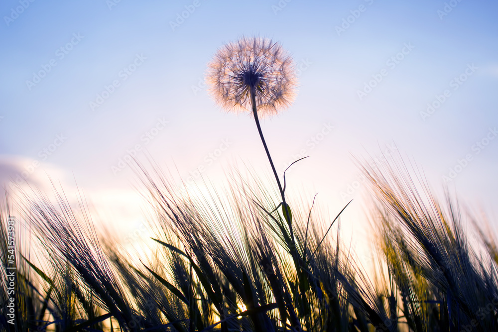 Dandelion among the grass against the sunset sky. Nature and botany of flowers