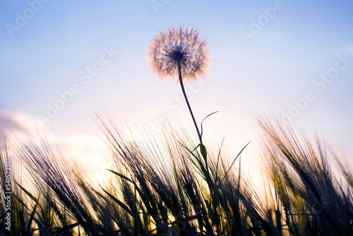 Dandelion among the grass against the sunset sky. Nature and botany of flowers