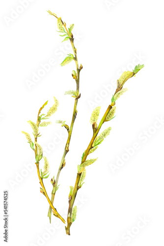Spring willow branches. watercolor illustration hand draw. close up of spring twigs with with young leaves. springtime and mood. fresh just opened buds. young green leaves 