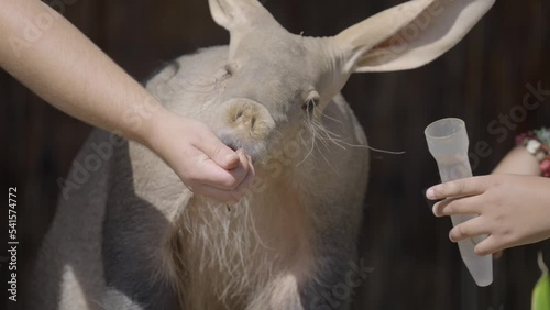 This close up video shows an aardvark being hand fed. photo