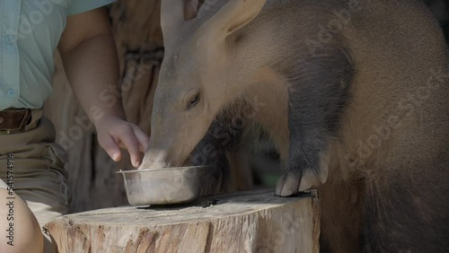 This video shows a captive aardvark eating food from it's care taker bowl. photo