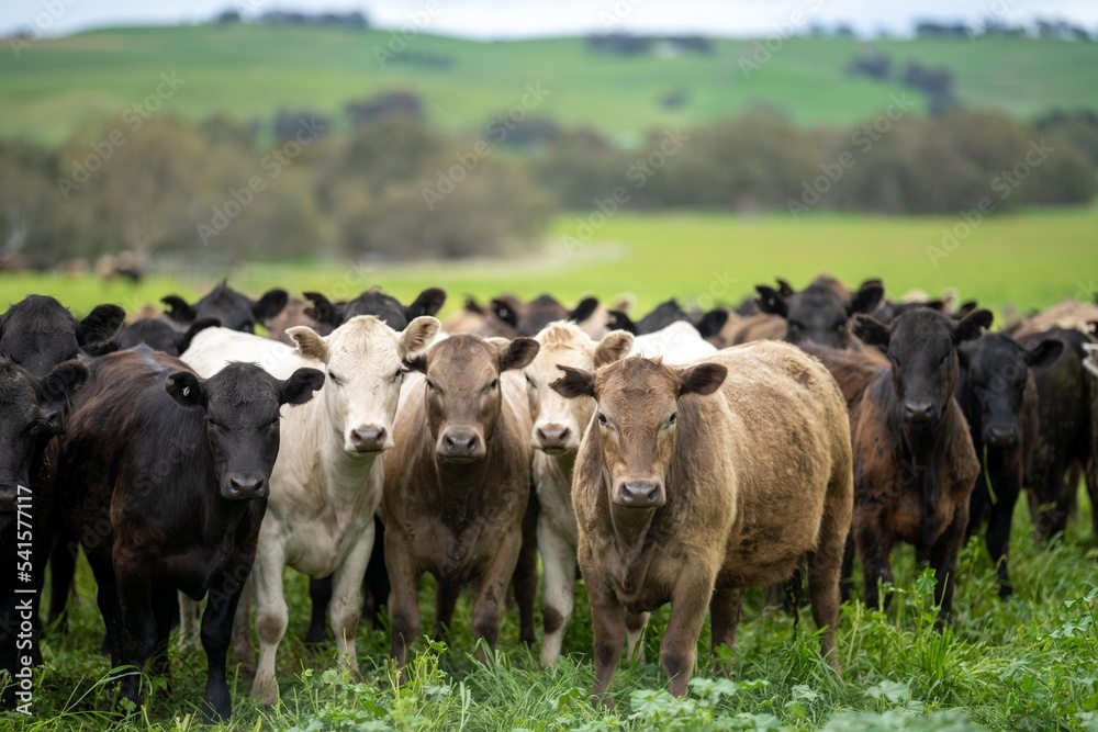 sustainable agriculture cow farm in a field, beef cows in a field. livestock herd grazing on grass on a farm. african cow, healthy regenerative food production sustainable agriculture cow farm in a field, beef cows in a field. livestock herd grazing on grass on a farm. african cow, healthy regenerative food production