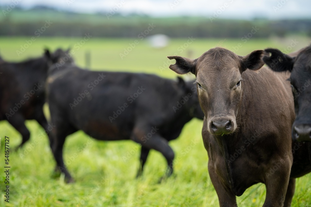 Regenerative Stud Angus, wagyu, Murray grey, Dairy and beef Cows and Bulls grazing on grass and pasture in a field. The animals are organic and free range, being grown on an agricultural farm Regenerative Stud Angus, wagyu, Murray grey, Dairy and beef Cows and Bulls grazing on grass and pasture in a field. The animals are organic and free range, being grown on an agricultural farm
