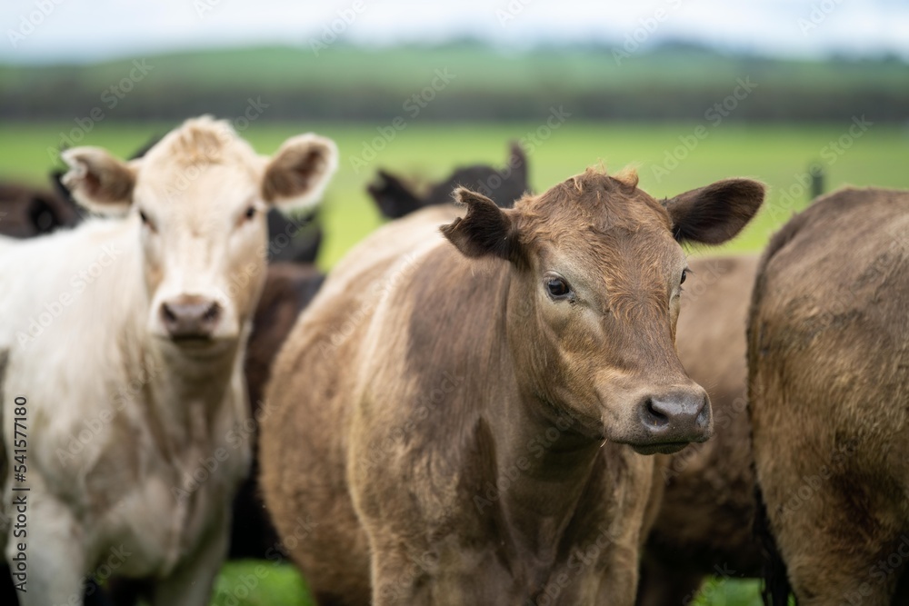 agriculture field in africa,  beef cows in a field. livestock herd grazing on grass on a farm. african cow, cattle meat on a ranch