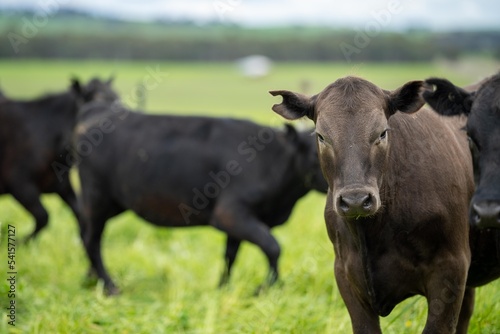 Regenerative Stud Angus, wagyu, Murray grey, Dairy and beef Cows and Bulls grazing on grass and pasture in a field. The animals are organic and free range, being grown on an agricultural farm