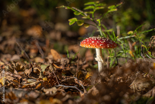 Fly agaric Amanita muscaria in a forest at fall.