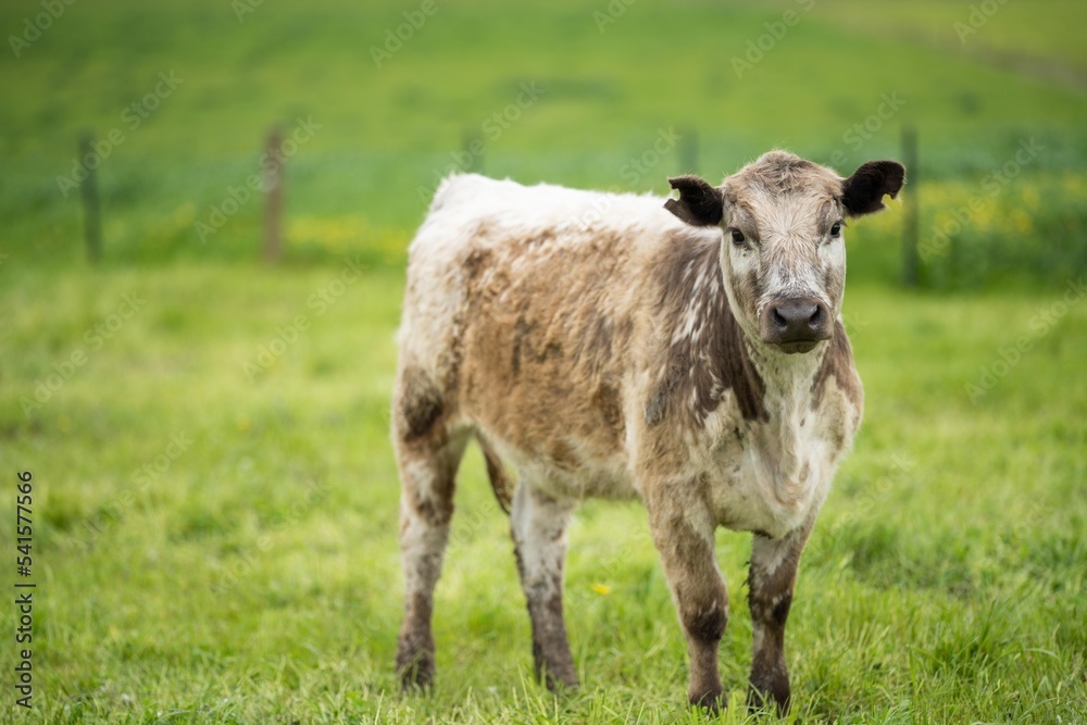 sustainable agriculture cow farm in a field, beef cows in a field. livestock herd grazing on grass on a farm. african cow, healthy regenerative food production sustainable agriculture cow farm in a field, beef cows in a field. livestock herd grazing on grass on a farm. african cow, healthy regenerative food production