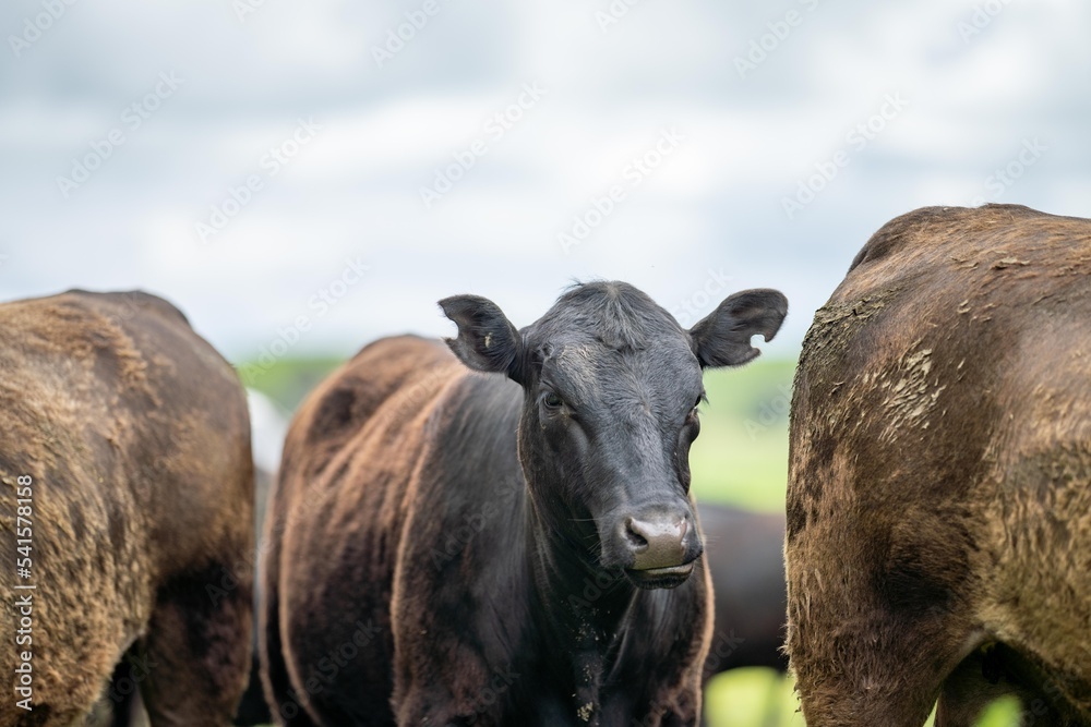 agriculture field, beef cows in a field. wagyu cattle herd grazing on pasture on a farm. fat cow agriculture field, beef cows in a field. wagyu cattle herd grazing on pasture on a farm. fat cow