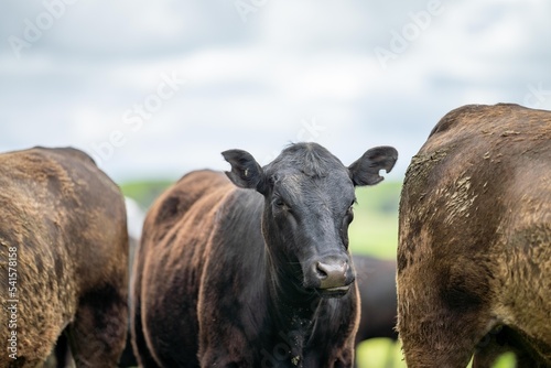 agriculture field   beef cows in a field.  wagyu cattle herd grazing on pasture on a farm. fat cow