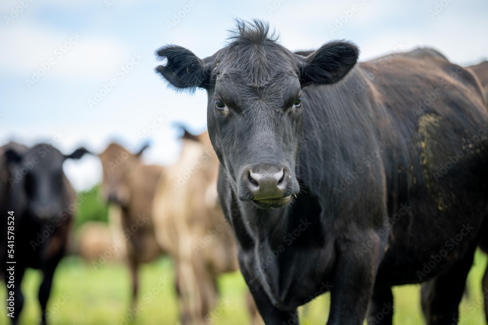agriculture field, beef cows in a field. wagyu cattle herd grazing on pasture on a farm. fat cow agriculture field, beef cows in a field. wagyu cattle herd grazing on pasture on a farm. fat cow
