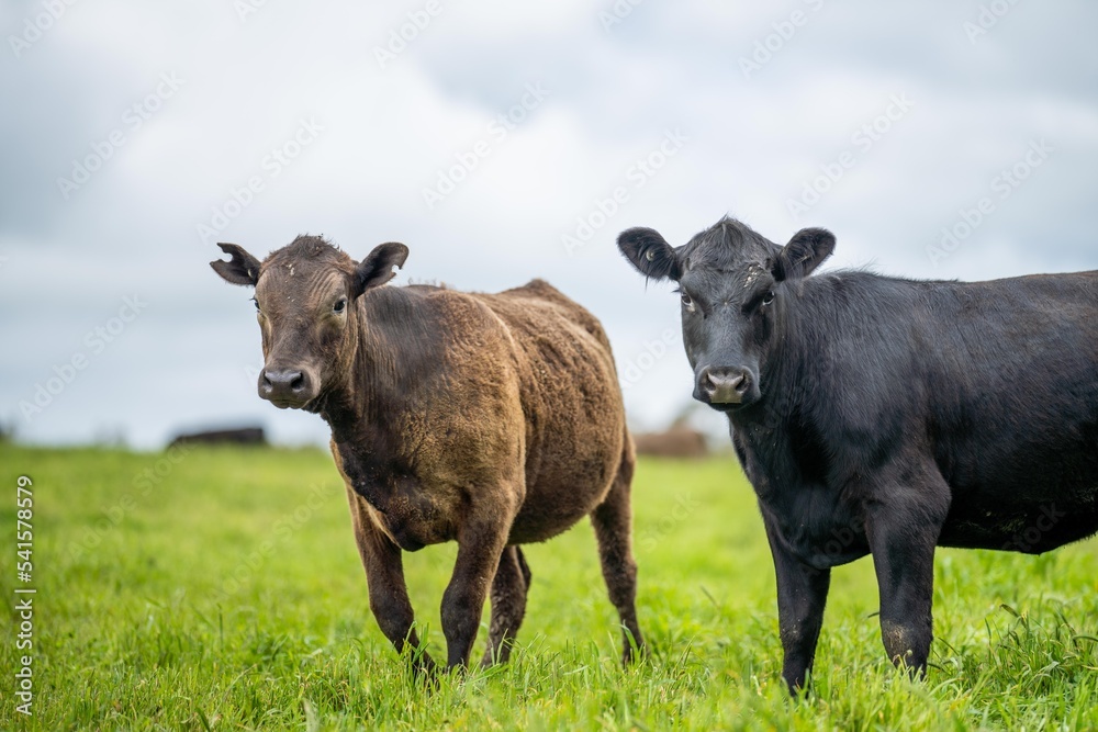 Regenerative agriculture cows in the field, grazing on grass and pasture in Australia, on a farming ranch. Cattle eating hay and silage. breeds include speckle park, Murray grey, angus, wagyu, dairy. Regenerative agriculture cows in the field, grazing on grass and pasture in Australia, on a farming ranch. Cattle eating hay and silage. breeds include speckle park, Murray grey, angus, wagyu, dairy.