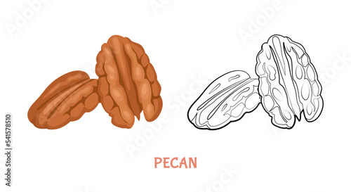 Pecan flat illustration colored and outlined. Vector nut isolated on white. Simple icon sketch.