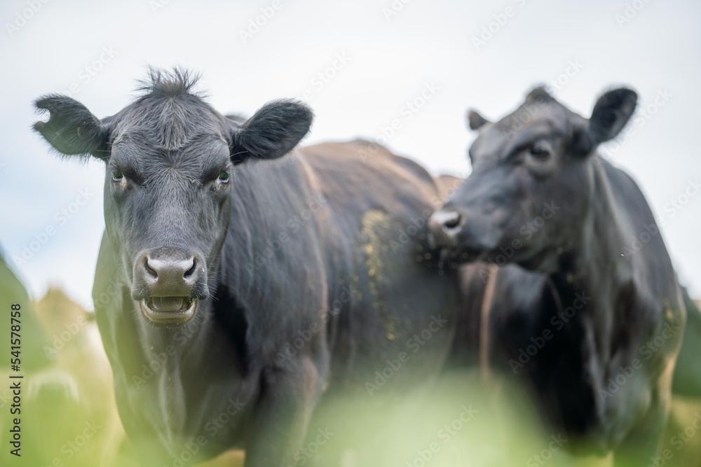 Regenerative Stud Angus, wagyu, Murray grey, Dairy and beef Cows and Bulls grazing on grass and pasture in a field. The animals are organic and free range, being grown on an agricultural farm Regenerative Stud Angus, wagyu, Murray grey, Dairy and beef Cows and Bulls grazing on grass and pasture in a field. The animals are organic and free range, being grown on an agricultural farm