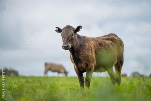 Fototapeta Naklejka Na Ścianę i Meble -  agriculture field,  beef cows in a field.  wagyu cattle herd grazing on pasture on a farm. fat cow