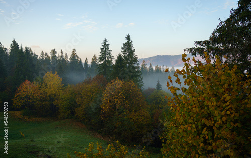 View of foggy forest on Carpathian mountains in Ukraine in autumn