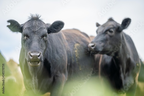 Regenerative Stud Angus  wagyu  Murray grey  Dairy and beef Cows and Bulls grazing on grass and pasture in a field. The animals are organic and free range  being grown on an agricultural farm