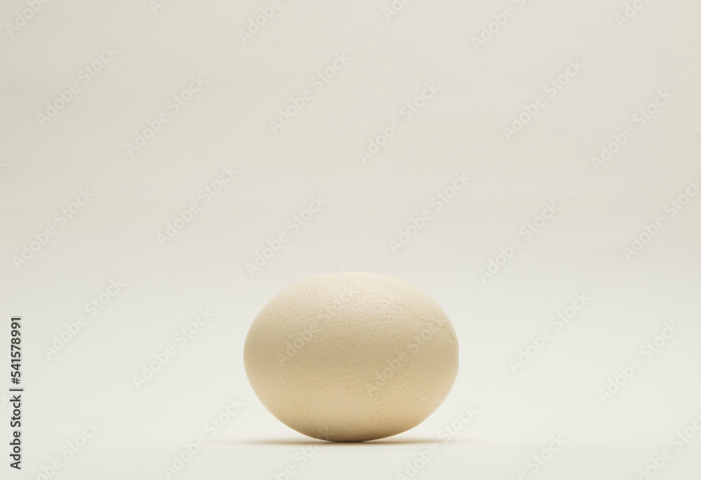 ostrich egg isolated on white background for podium background ostrich egg isolated on white background for podium background