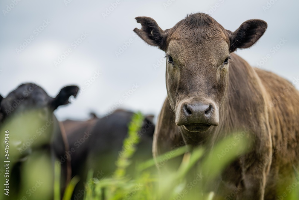 herd of Cows grazing on pasture in a field. regenerative angus cattle in a paddock