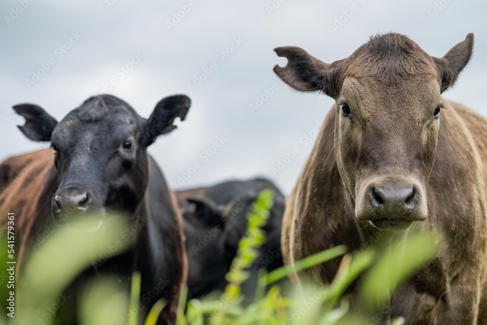 Regenerative Stud Angus, wagyu, Murray grey, Dairy and beef Cows and Bulls grazing on grass and pasture in a field. The animals are organic and free range, being grown on an agricultural farm Regenerative Stud Angus, wagyu, Murray grey, Dairy and beef Cows and Bulls grazing on grass and pasture in a field. The animals are organic and free range, being grown on an agricultural farm