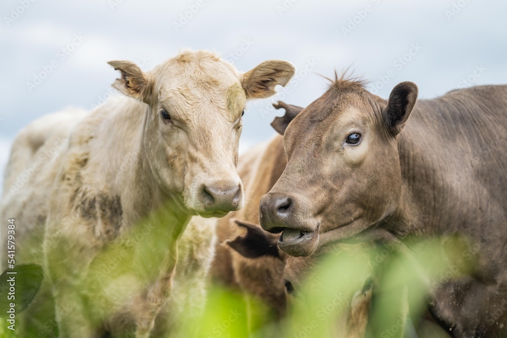 agriculture field, beef cows in a field. wagyu cattle herd grazing on pasture on a farm. fat cow agriculture field, beef cows in a field. wagyu cattle herd grazing on pasture on a farm. fat cow