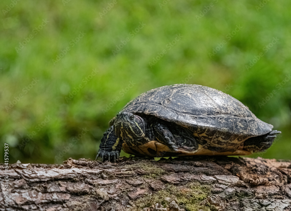 A cute turtle closeup in thuringia outdoor A cute turtle closeup in thuringia outdoor
