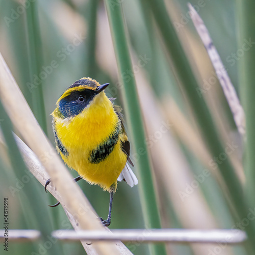 Tachuris rubrigastra